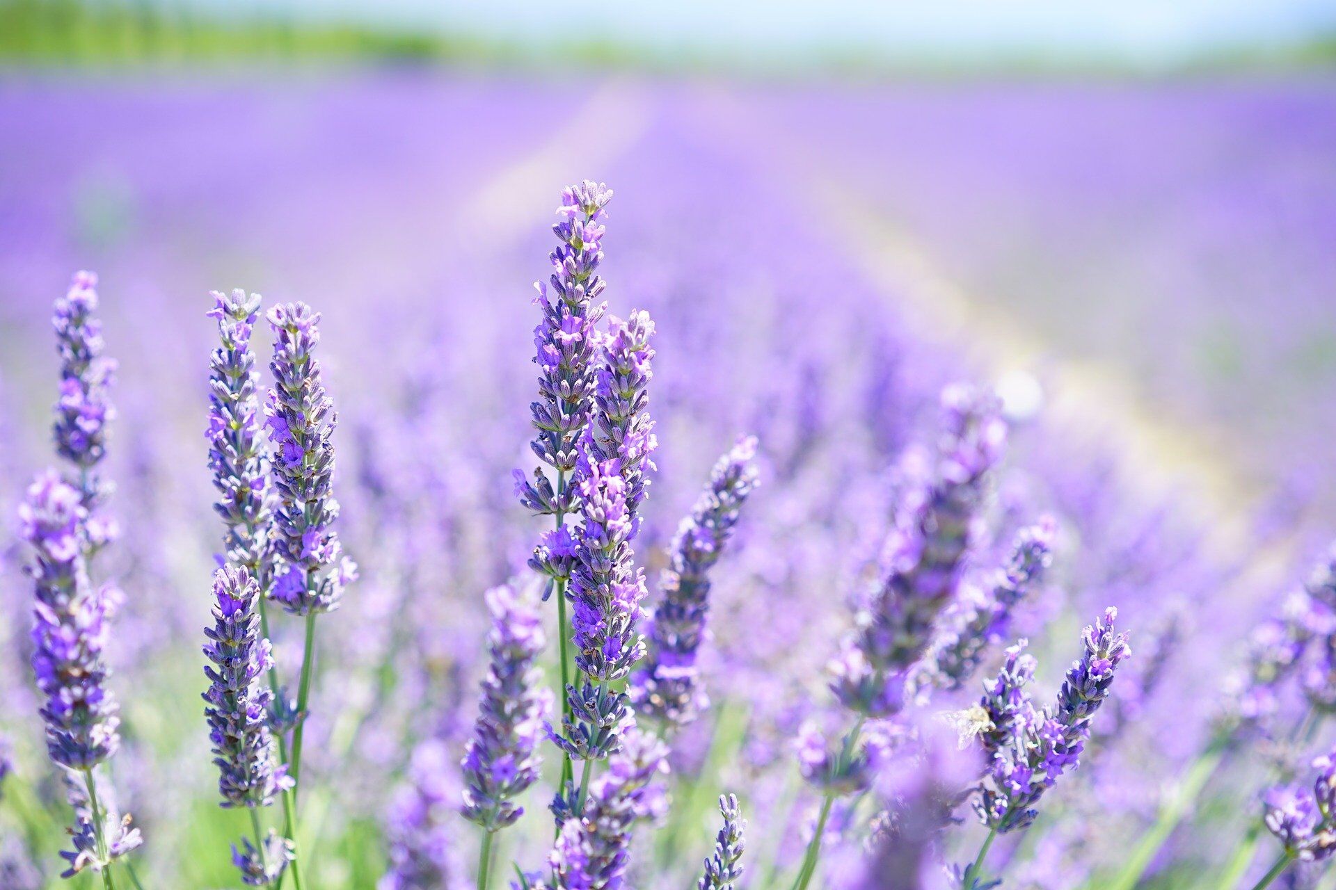 lavender-gc9da0c26c_1920